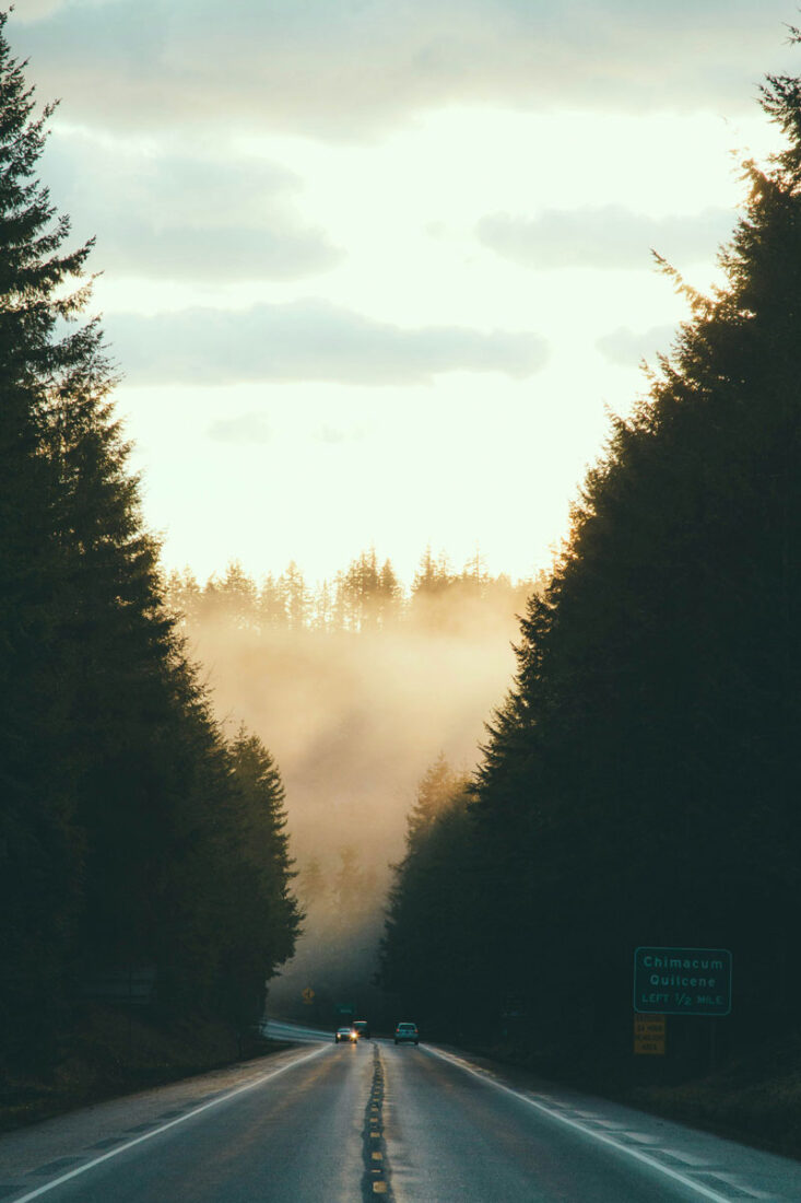 Tree-lined Road
